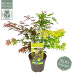 Image de Acer palm. 'Festival'®