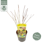 Image de Acer palm. 'Festival'®