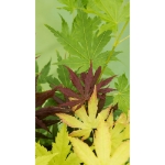 Image de Acer palm. 'Festival'®