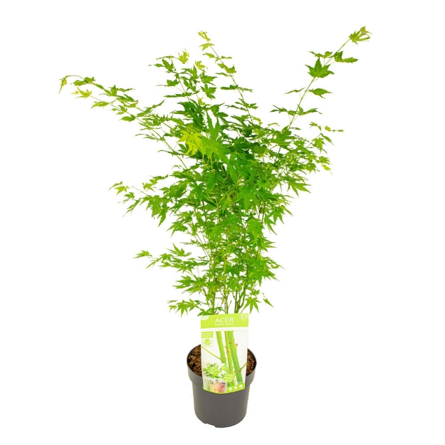 Image de Acer palm. 'Going Green' (PBR)