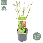 Image de Acer palm. 'Going Green' (PBR)