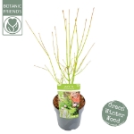 Image de Acer palm. 'Going Green' (PBR)