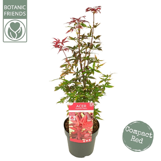 Image de Acer palm. 'Little Red'