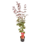 Image de Acer palm. 'Little Red'