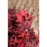 Image de Acer palm. 'Little Red'