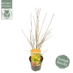 Image de Acer palm. 'Orange Lace' (PBR)