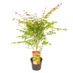 Image de Acer palm. 'Sangokaku'