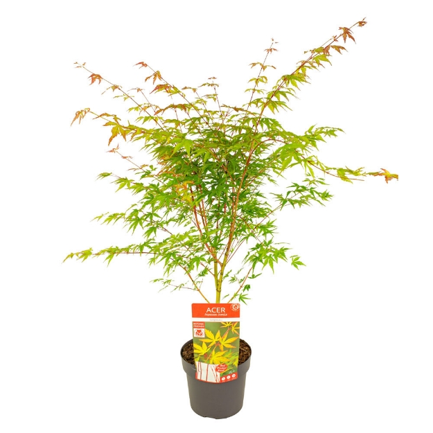 Image de Acer palm. 'Sangokaku'