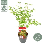 Image de Acer palm. 'Sangokaku'