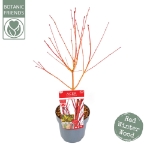 Image de Acer palm. 'Sangokaku'