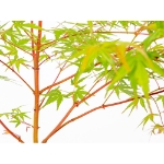 Image de Acer palm. 'Sangokaku'