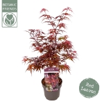 Image de Acer palm. 'Skeeter's Broom'