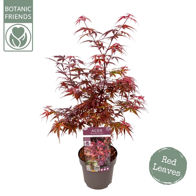 Image de Acer palm. 'Skeeter's Broom'