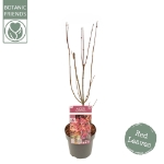 Image de Acer palm. 'Skeeter's Broom'