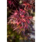 Image de Acer palm. 'Skeeter's Broom'