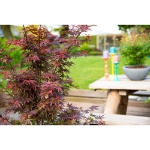 Image de Acer palm. 'Skeeter's Broom'