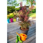 Image de Acer palm. 'Skeeter's Broom'