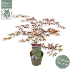 Image de Acer palm. 'Sumi-nagashi'