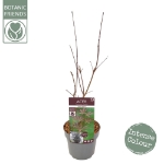 Image de Acer palm. 'Sumi-nagashi'