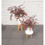 Image de Acer palm. 'Sumi-nagashi'