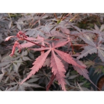 Image de Acer palm. 'Sumi-nagashi'