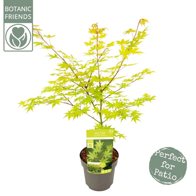 Image de Acer palm. 'Summer Gold'