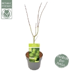 Image de Acer palm. 'Summer Gold'