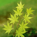 Image de Acer palm. 'Summer Gold'