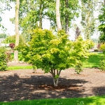 Image de Acer palm. 'Summer Gold'
