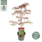 Image de Acer palm. 'Crimson Queen'