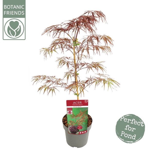 Image de Acer palm. 'Crimson Queen'
