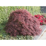 Image de Acer palm. 'Crimson Queen'