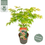 Image de Acer palm. 'Osakazuki'