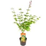 Image de Acer palm. 'Osakazuki'