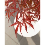 Image de Acer palm. 'Pevé Dave'