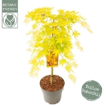 Image de Acer palm. 'Cascade Gold' (PBR)