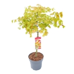 Image de Acer shir. 'Moonrise' (PBR)