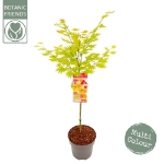 Image de Acer shir. 'Moonrise' (PBR)