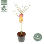 Image de Acer shir. 'Moonrise' (PBR)