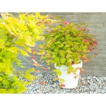 Image de Acer shir. 'Moonrise' (PBR)