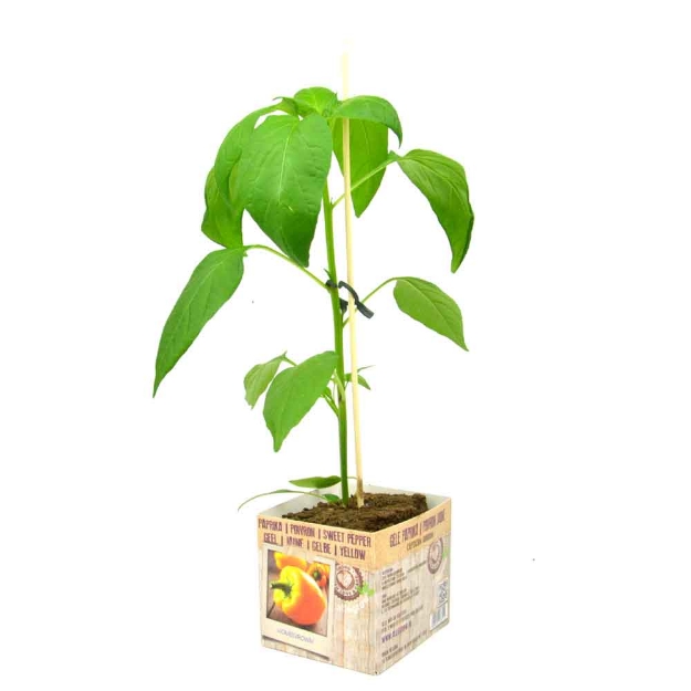 Image de Poivron jaune 10cm + boite