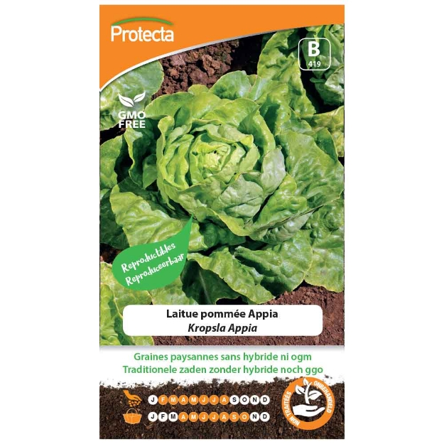 Image de Graines de laitue pommée appia - Protecta
