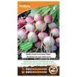 Image de Graines de radis rond rose à bout blanc - Protecta