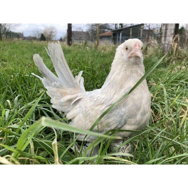 Image de Poule sabelpoot