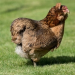Image de Poule Araucana