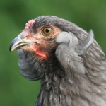 Image de Poule Araucana