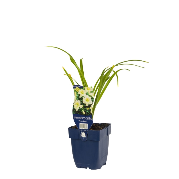 Image de Hemerocallis 'Arctic Snow' - pot de 11 cm.