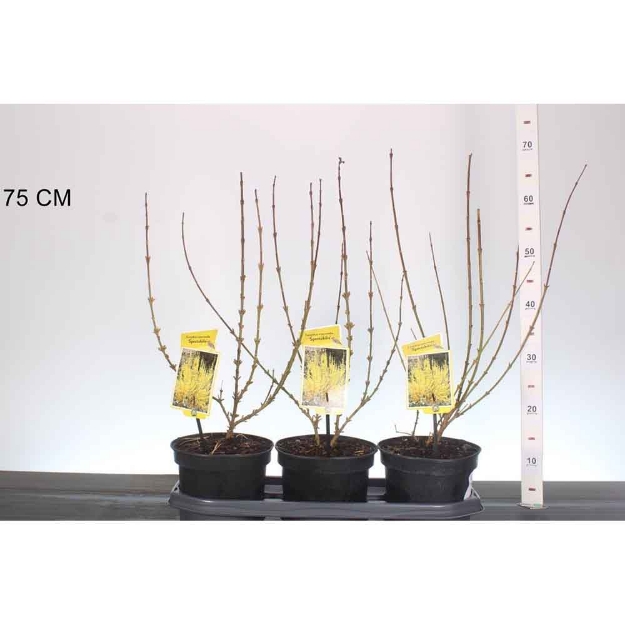 Image de Forsythia int. 'Spectabilis'