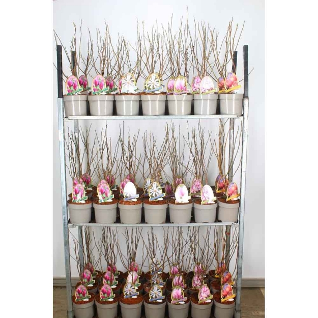 Image de Magnolia in cultivars (P20)