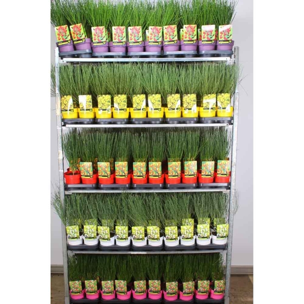 Image de Cytisus in cultivars